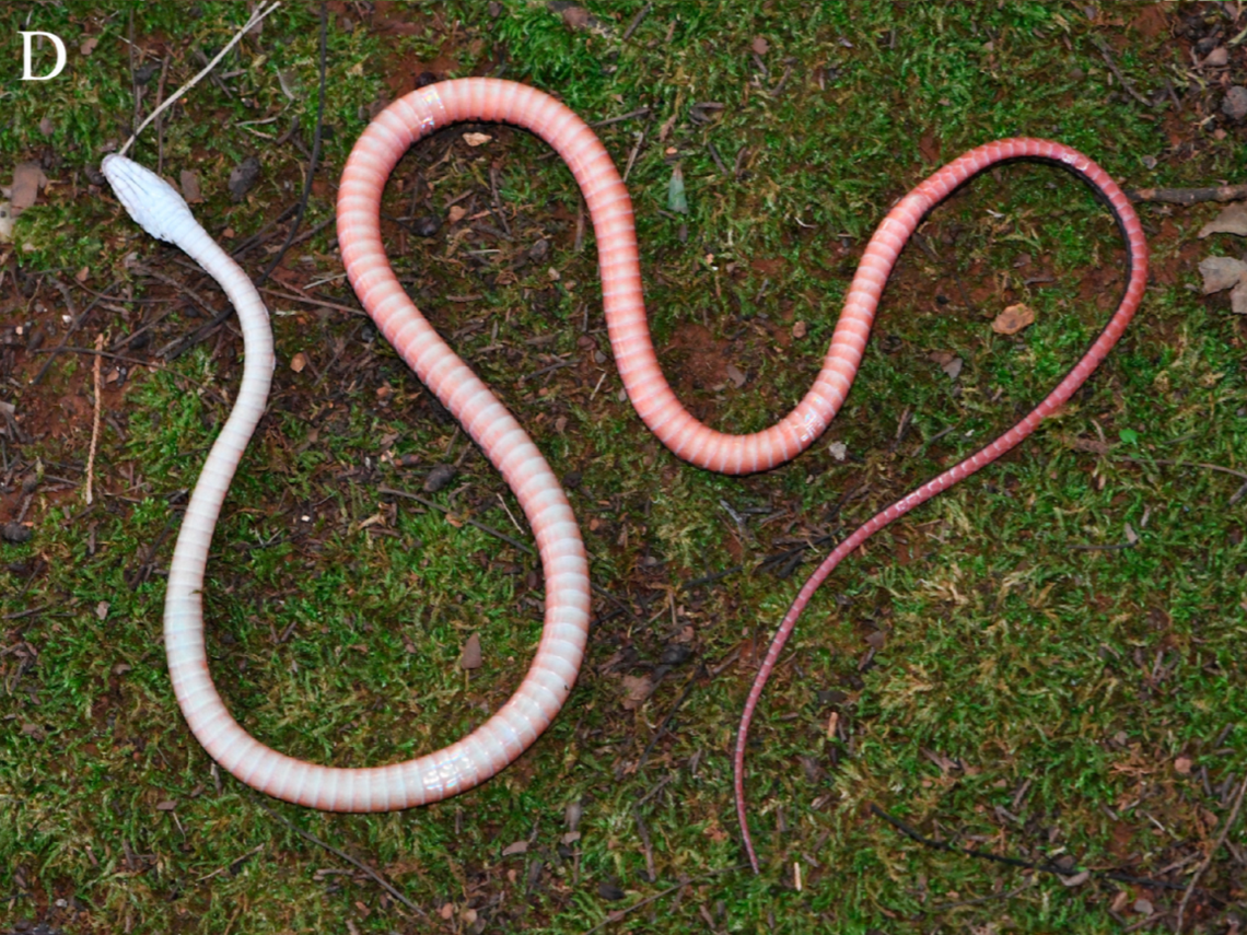 The underside of a Herpetoreas abros, or cute Himalayas keelback.