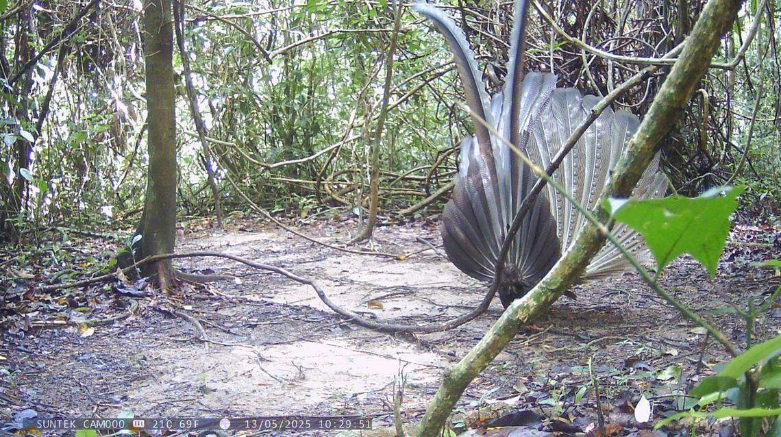 A great argus seen spreading its wings at Kathun Wildlife Sanctuary on May 13.