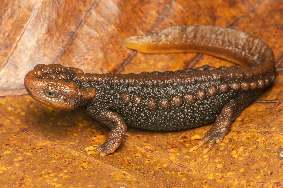 A Tylototriton zaimeng, or Zaimeng Lake crocodile newt, sitting on the ground.