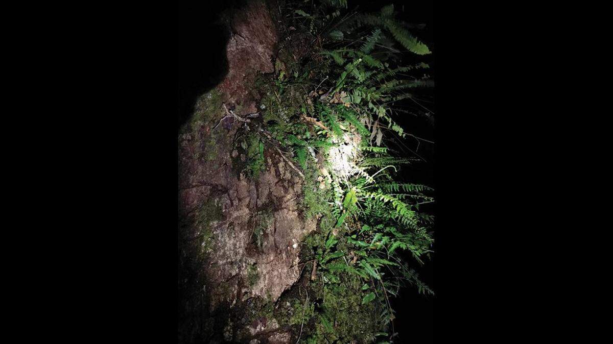 Scientists encountered a 3-foot-long creature on a tree at night in Mêdog County and found an “exceedingly rare” species, a study said.