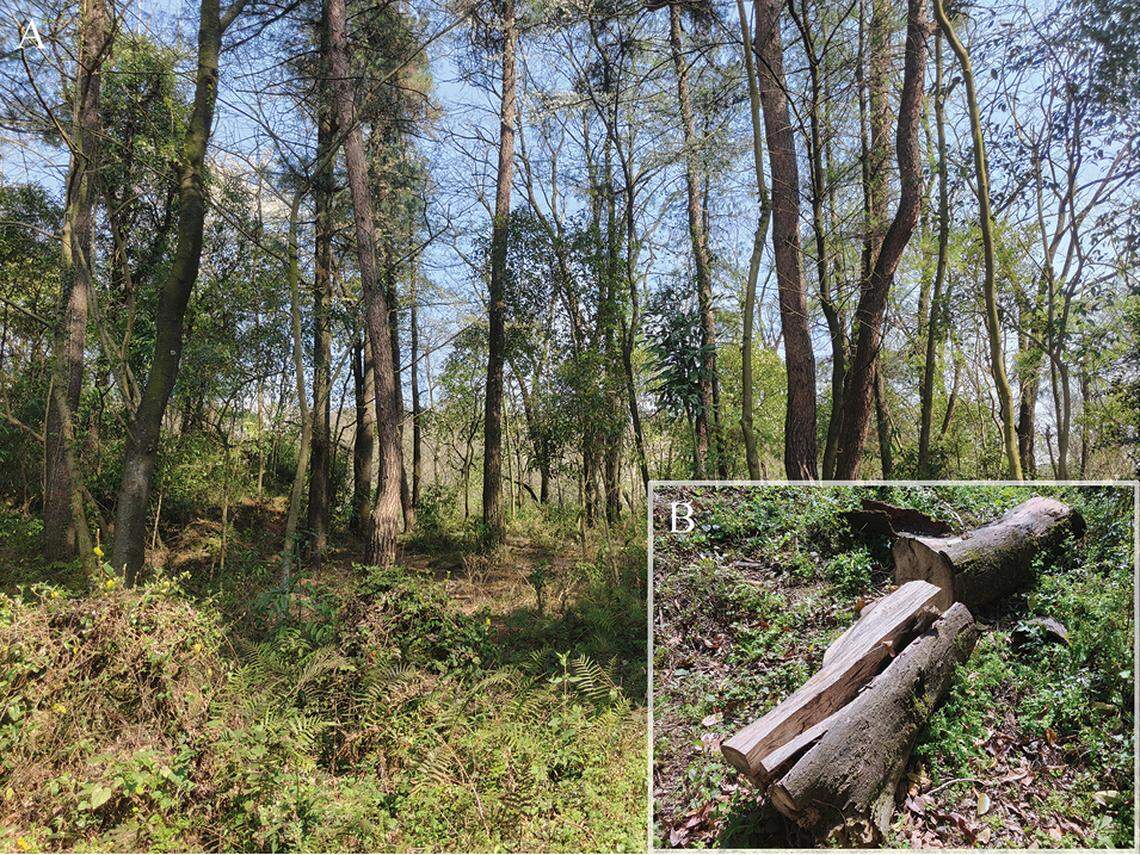 The habitat of Scincella qianica, or the Guizhou ground skink, in Guiyang City.