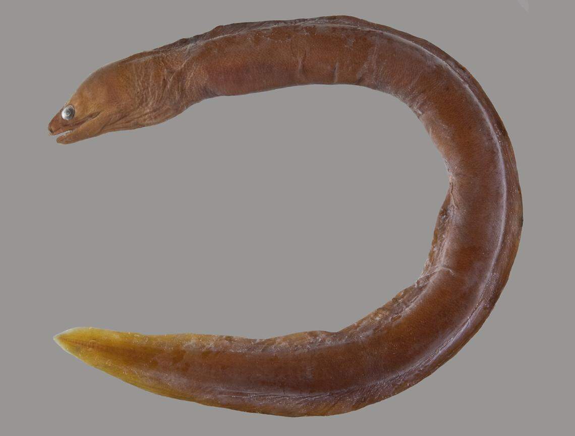 An Gymnothorax arabicus, or Arabian false brown moray.