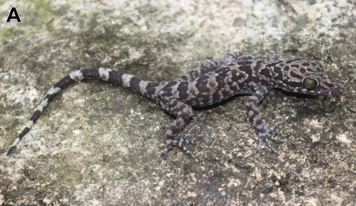A Cyrtodactylus chuyangsinensis, or Chuyangsin bent-toed gecko.