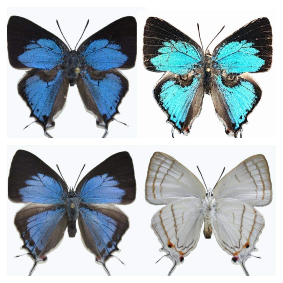 Francis’s gorgeous sapphire has wings that are shiny blue and black on top and “silver white” underneath, according to the study.
