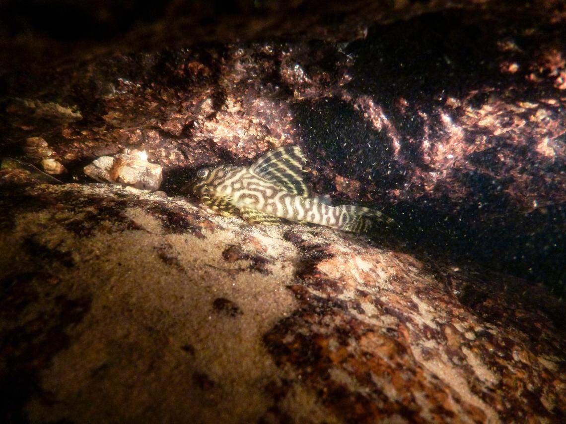 A Hypancistrus seideli, or Seidel’s armored catfish, in its natural habitat.