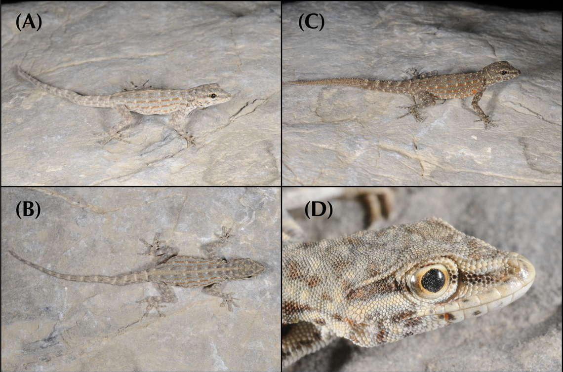 Several Pristurus feulneri, or Feulner’s semaphore geckos.
