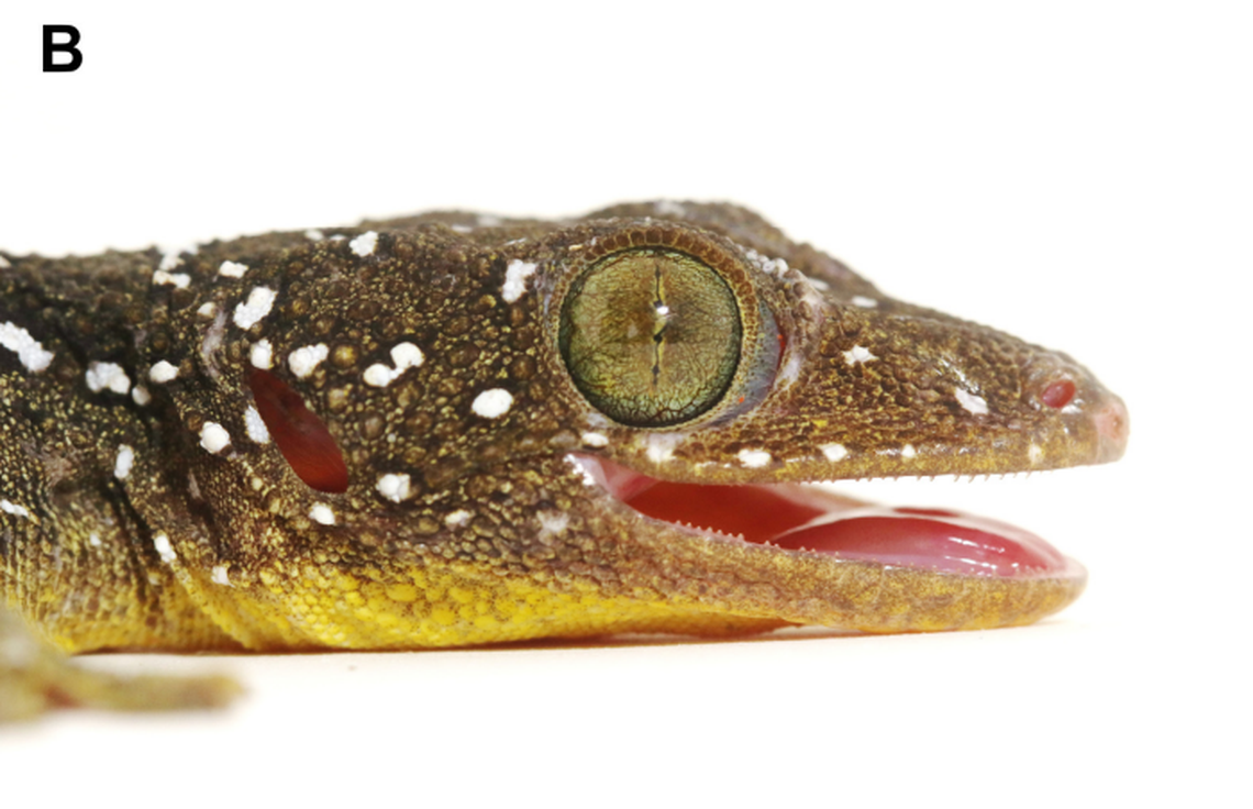 The head of a Gekko shiva, or Shiva tokay gecko, as seen up close.