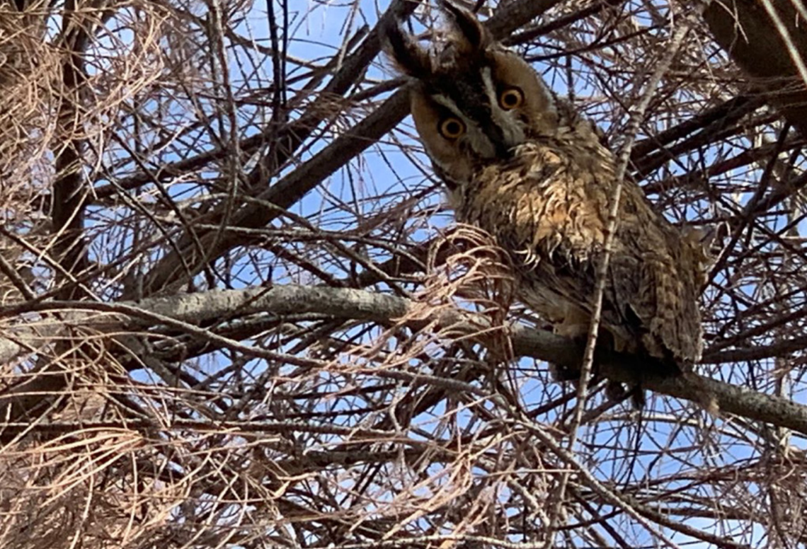 The long-eared owl seen at Al Wathba Wetland Reserve in January 2022.