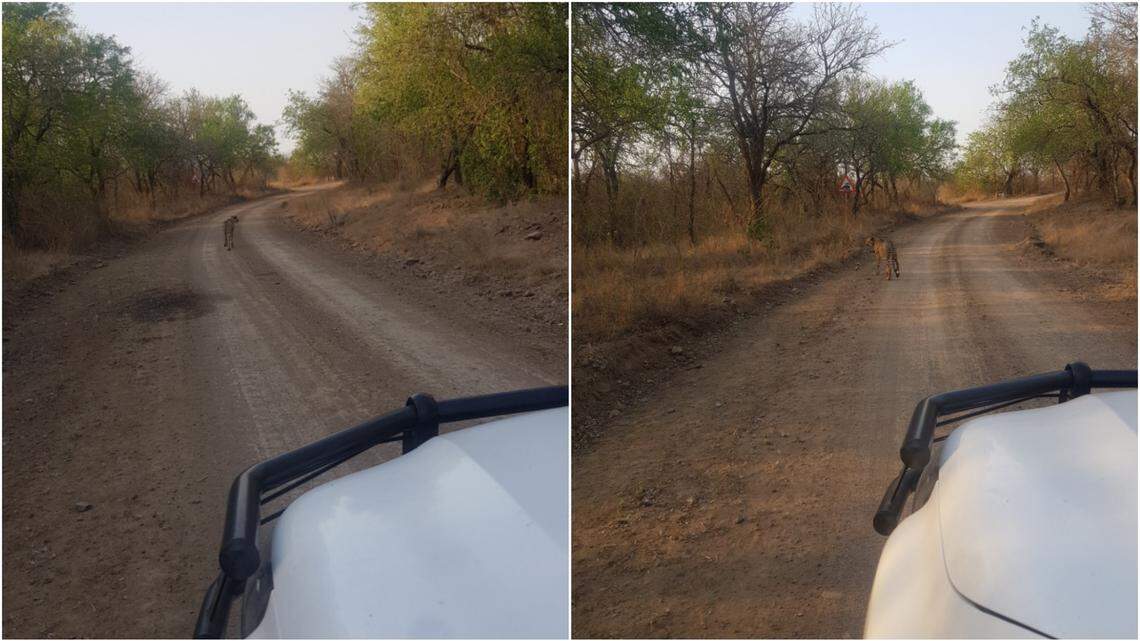 A park official driving in Mlawula spotted a cheetah. The iconic wild cat, considered locally extinct, was seen in the African country for first time in 42 years, photos show.