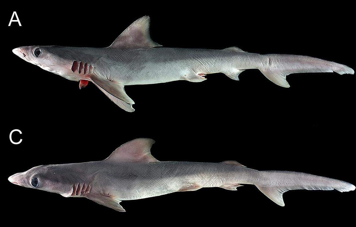 Two sandbar sharks, or Carcharhinus plumbeus, caught by fishermen in the Western Visayas.