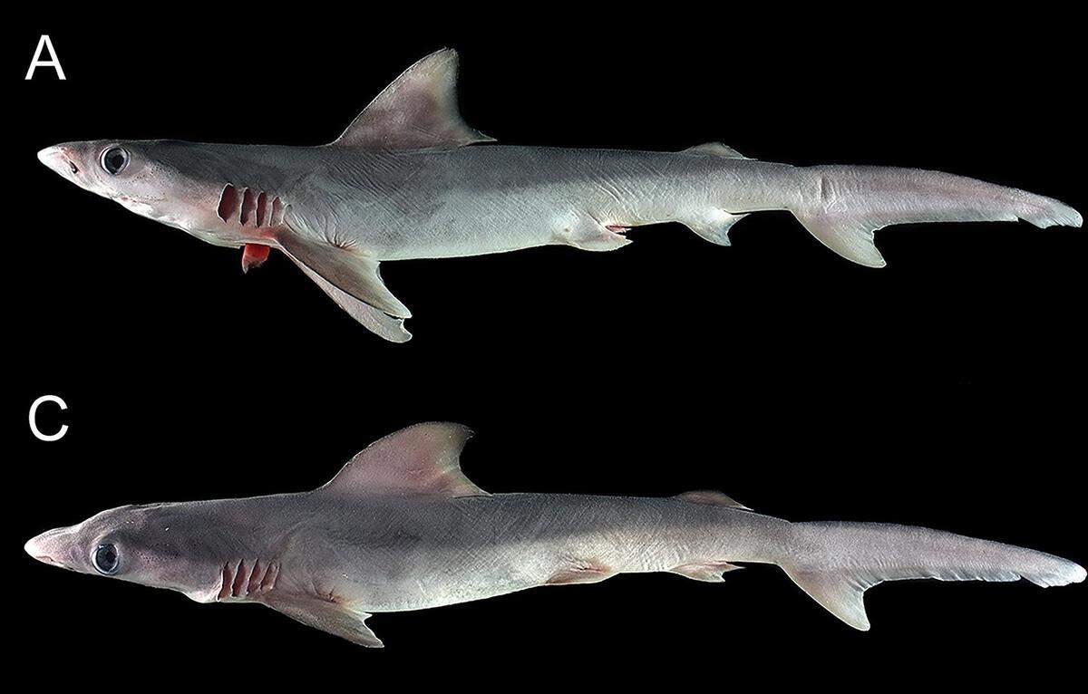 Two sandbar sharks, or Carcharhinus plumbeus, caught by fishermen in the Western Visayas.