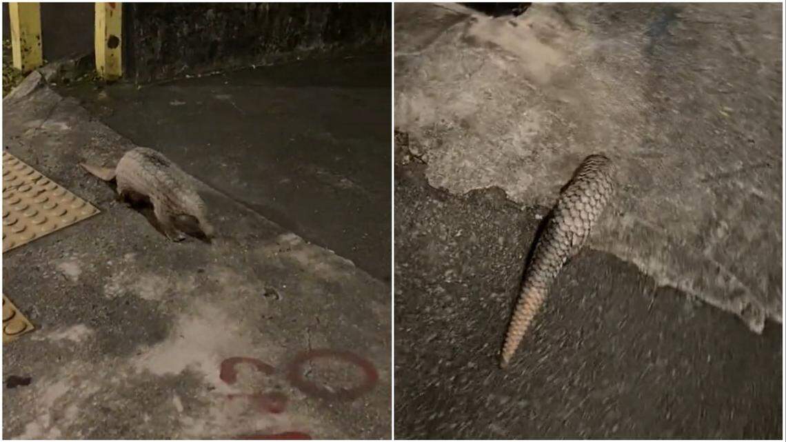 A woman going clubbing in Singapore spotted a rare and critically-endangered animal walking along the street, video shows.