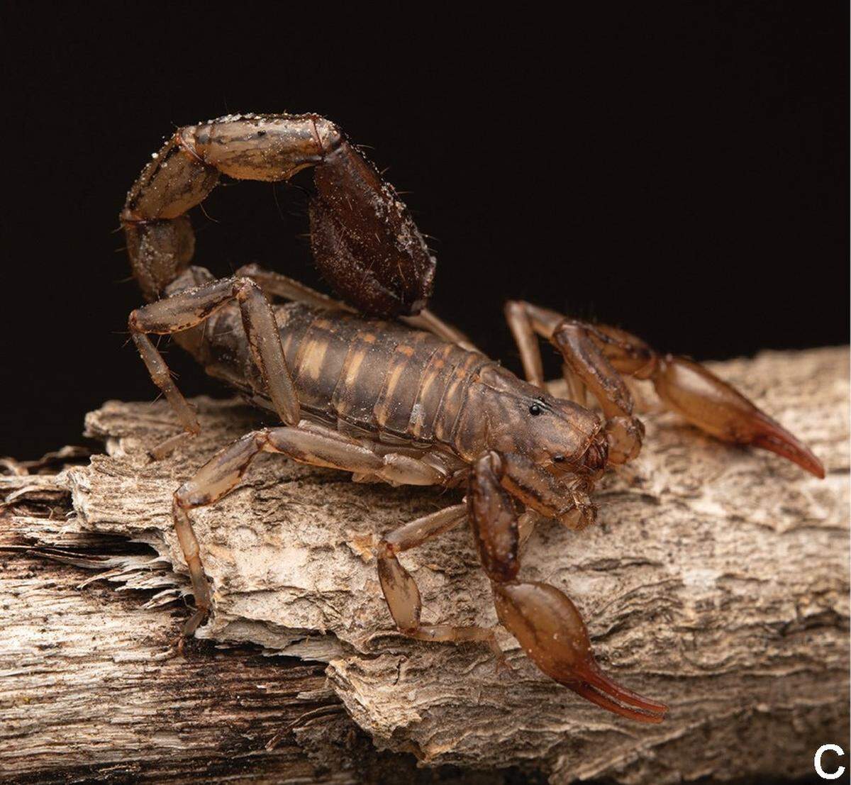 An Urophonius trewanke, or trewanke scorpion, perched on some wood.
