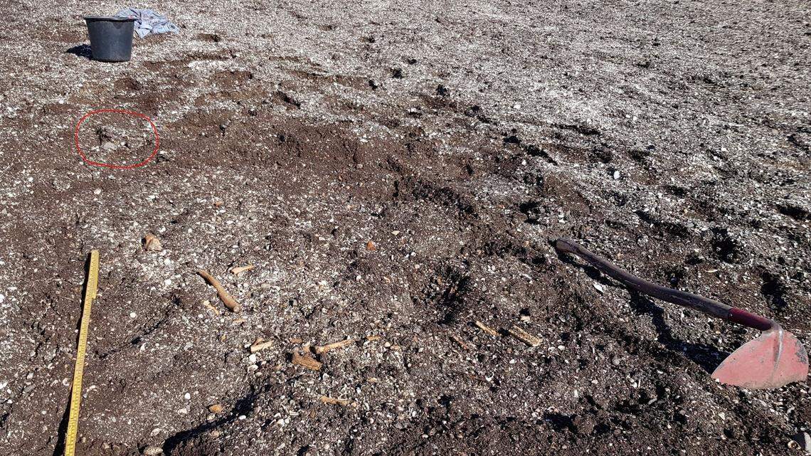 A metal detectorist found bones in a field of Austrått, later confirmed by archaeology students as a Viking-era grave, officials said.