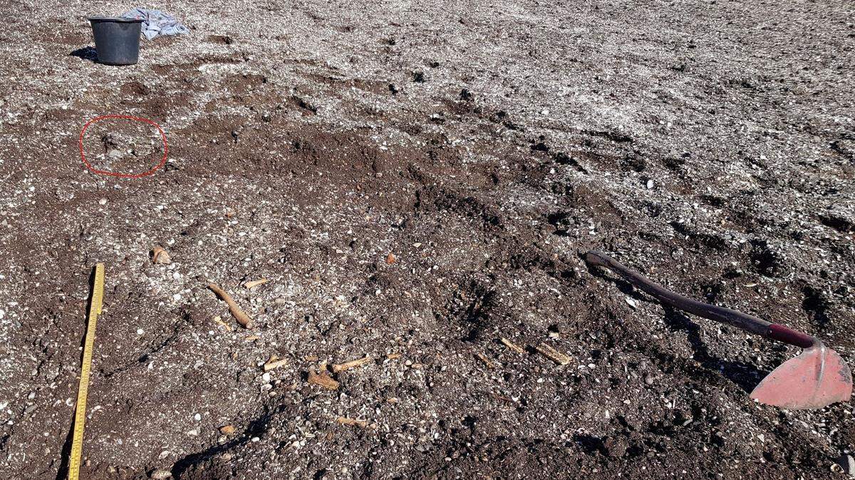A metal detectorist found bones in a field of Austrått, later confirmed by archaeology students as a Viking-era grave, officials said.