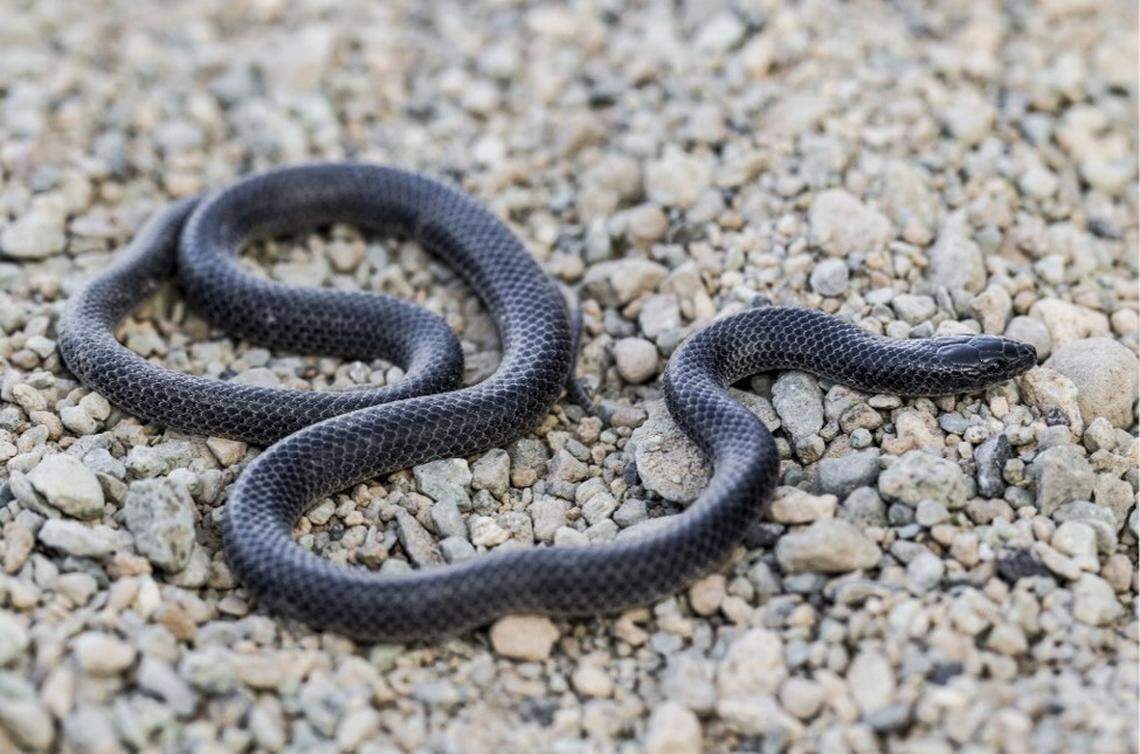 A “melanistic morph” of Rhynchocalamus hejazicus, or Hejaz black-collared snake, with a completely black body.