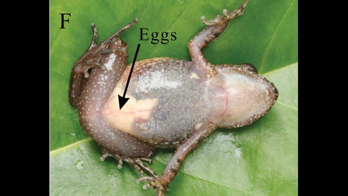 Experts said they heard mating calls in mid-April and shortly after found female specimens carrying eggs.