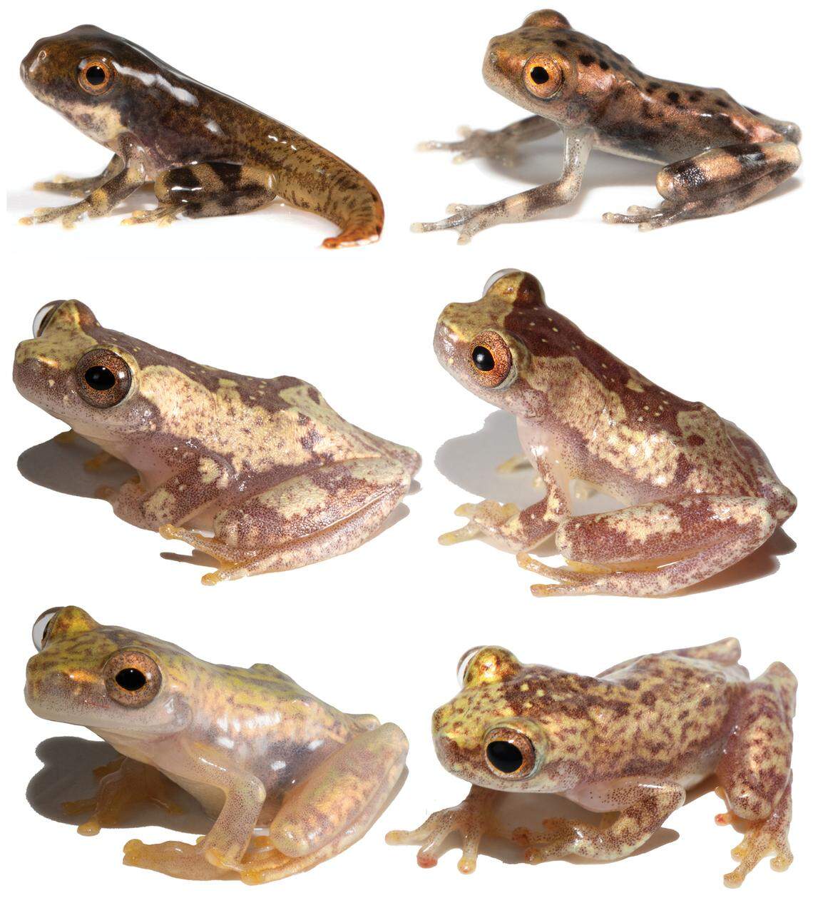 Juvenile Dendropsophus cannatellai, or Cannatella’s tree frogs, as seen at different growth stages.