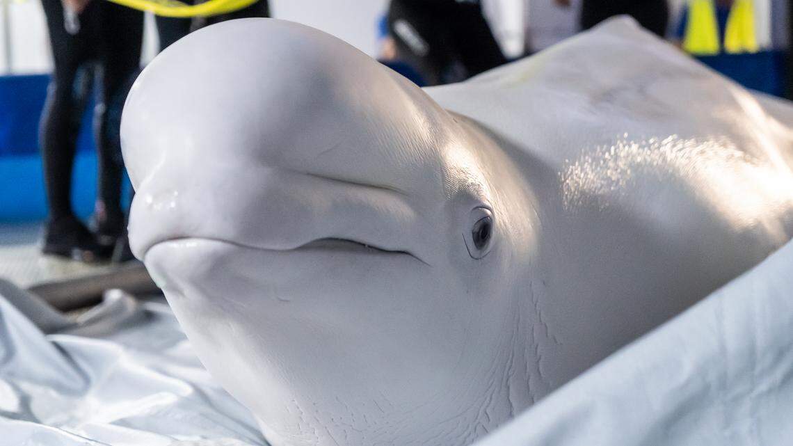 One of the two beluga whales that made the journey across Europe with rescuers.