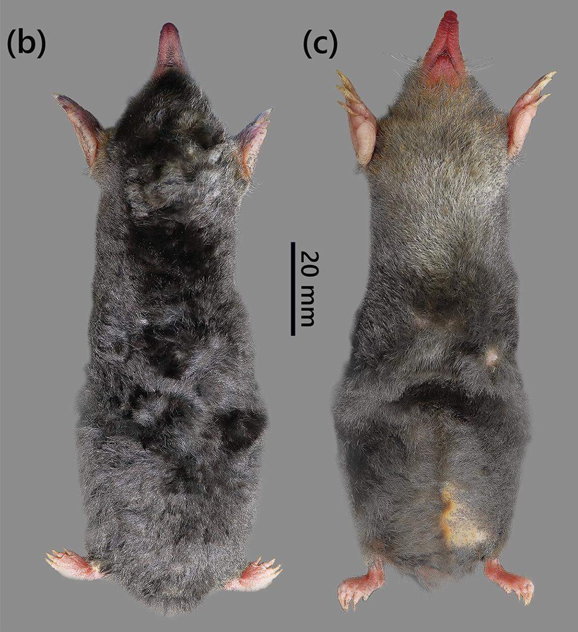 An Euroscaptor darwini, or Darwin’s mole, seen from above and below.