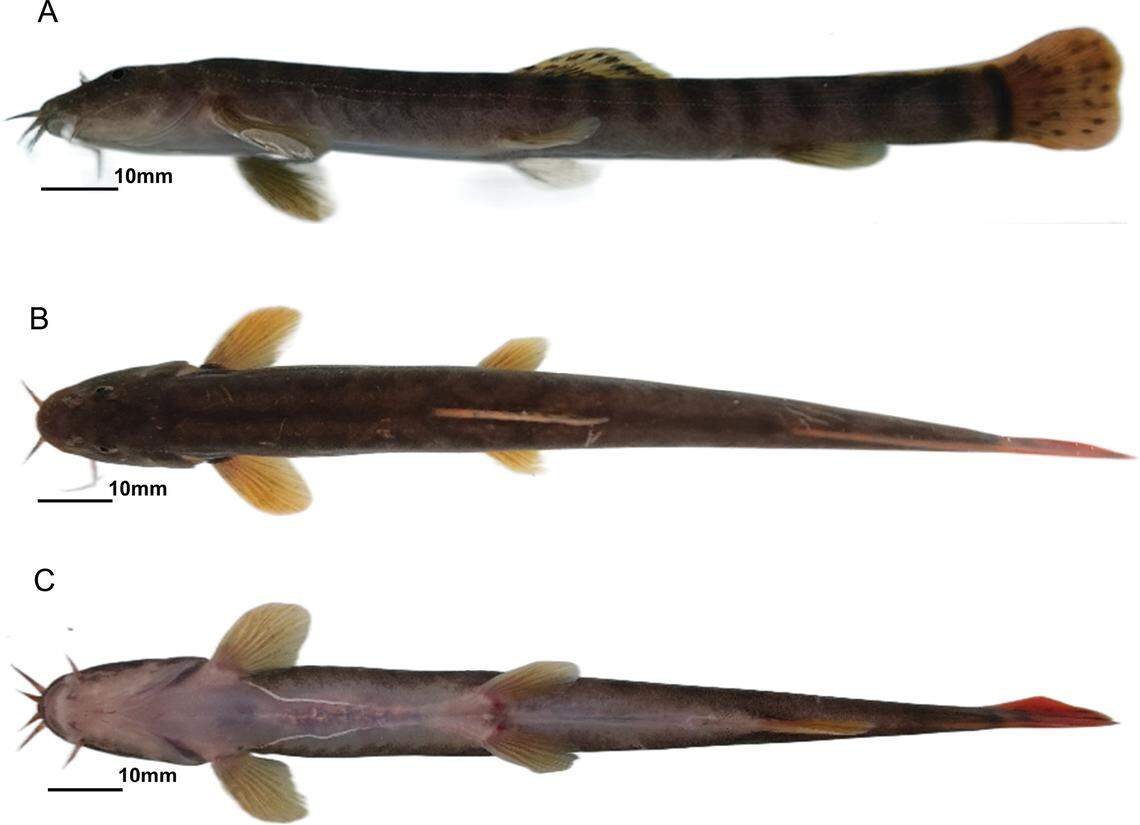 Several views of a Homatula gelao, or Gelao loach fish.