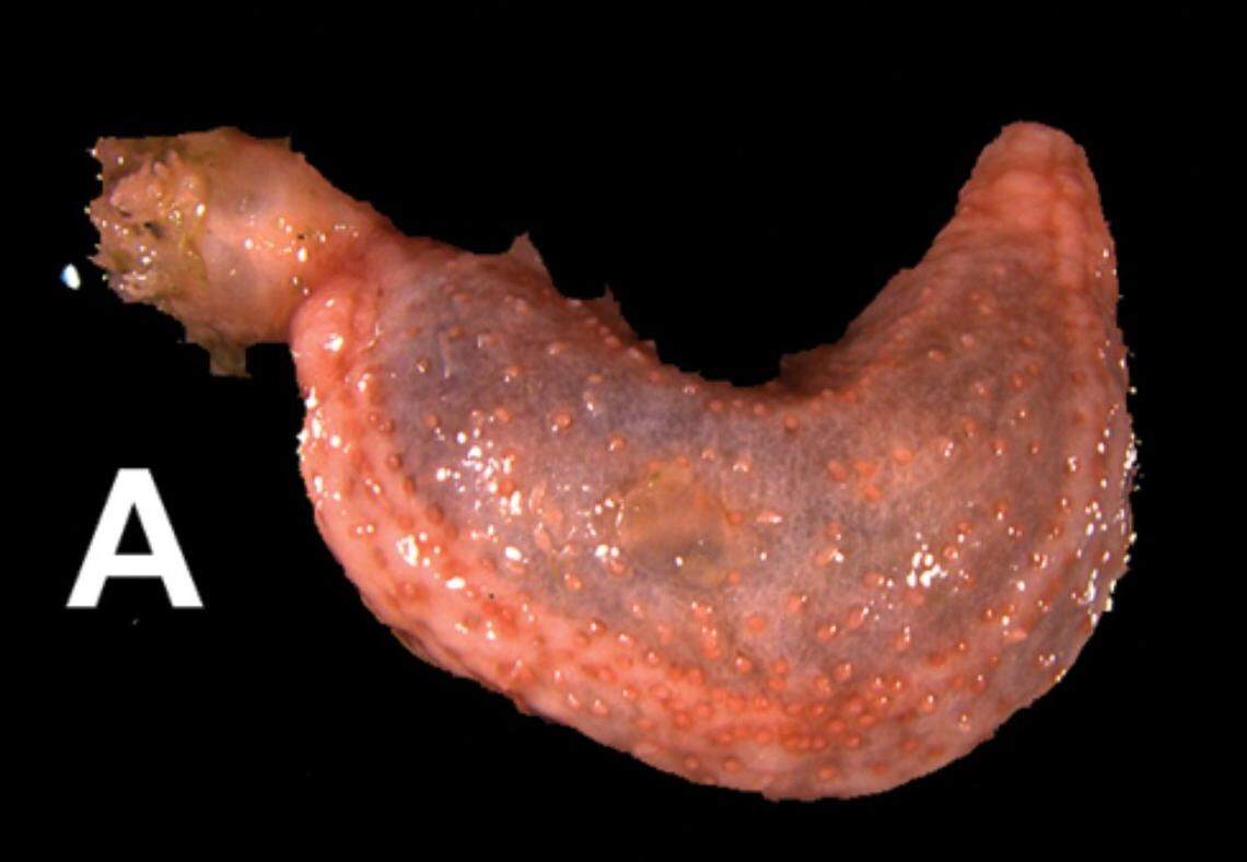 A Pseudothyone labradorensis, or Labrador sea cucumber.