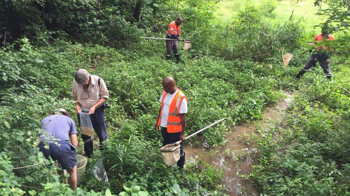 Scientists found an “iridescent” creature with a short lifespan in a swamp in Kenya and discovered a new species, already critically endangered.