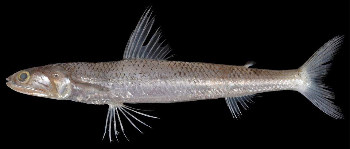 A dorozome lizardfish, or Saurida fortis, caught off Malaysia in September 2024.