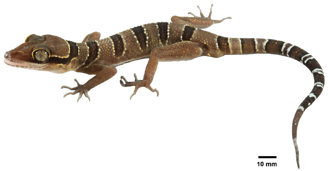 A male Cyrtodactylus kanchanadit, or Kanchanadit bent-toed gecko.