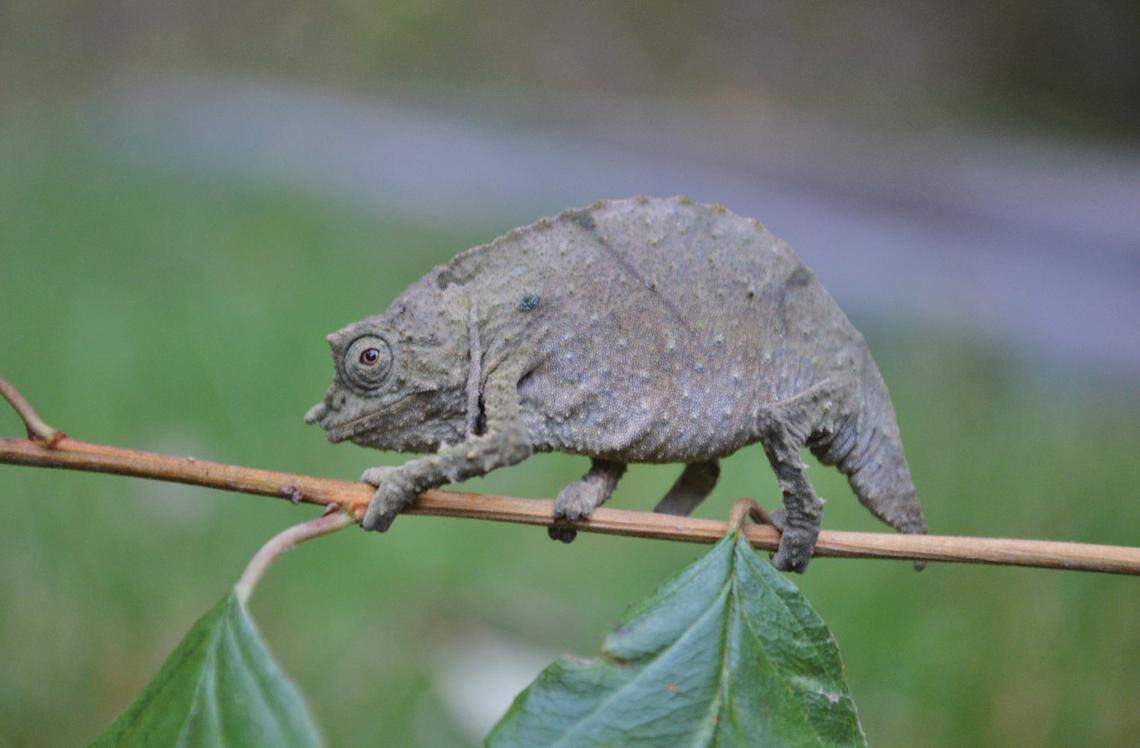 A Rhampholeon plumptrei, or Plumptre’s pygmy chameleon, perched on a branch.