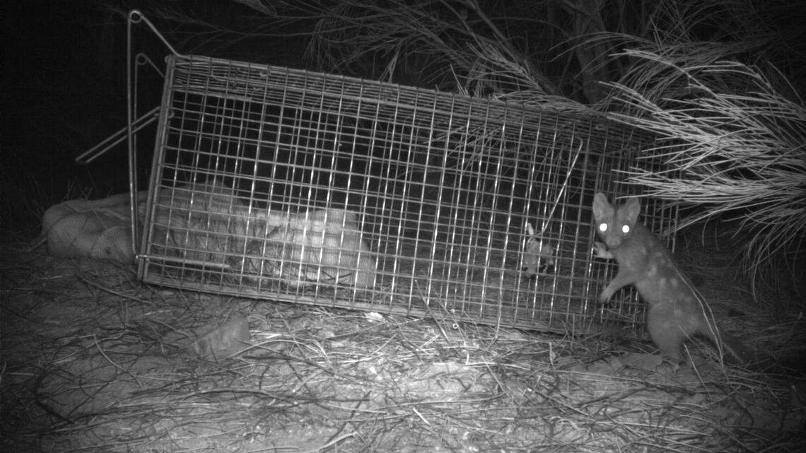 Ecologists found four baby Western quolls, the first ones born in the wild at Mount Gibson Sanctuary in 100 years, stealing bait from traps, photos show.