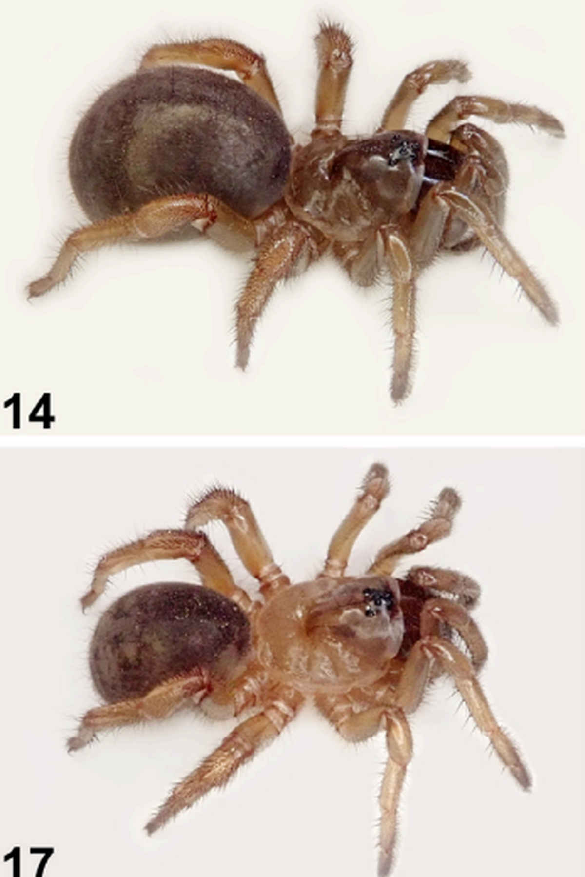 Female Bungulla spiders are rarely collected, and little is known about their lifecycle, researchers said.