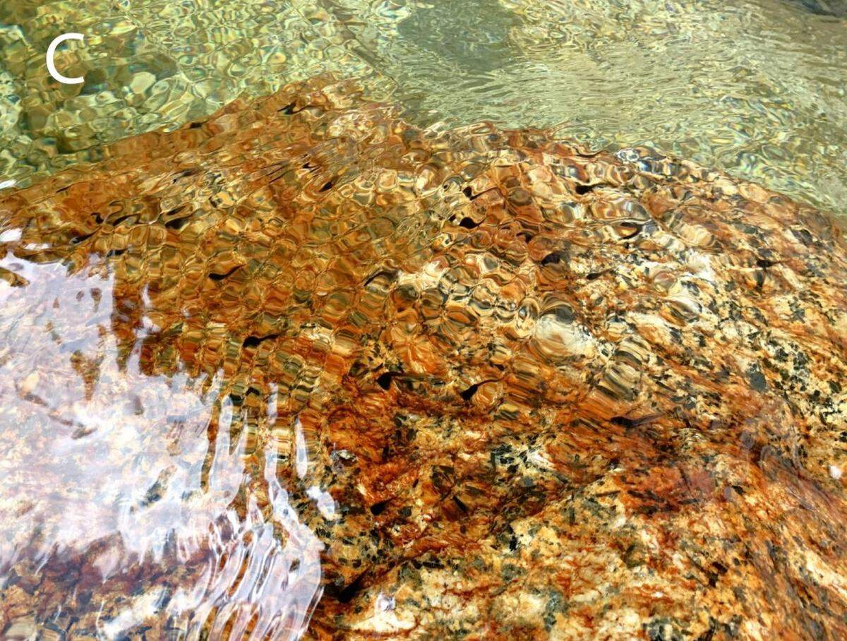 A stream with Mesilau stream toad, or Ansonia guibei, tadpoles.