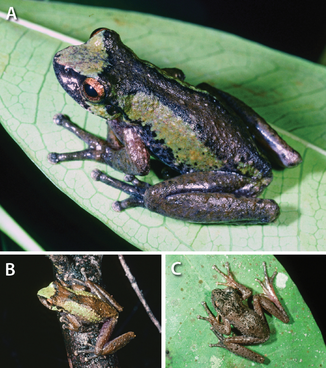 The Star Mountains torrent tree frog was found nowhere else except the stream at the base of a waterfall on Mount Capella.