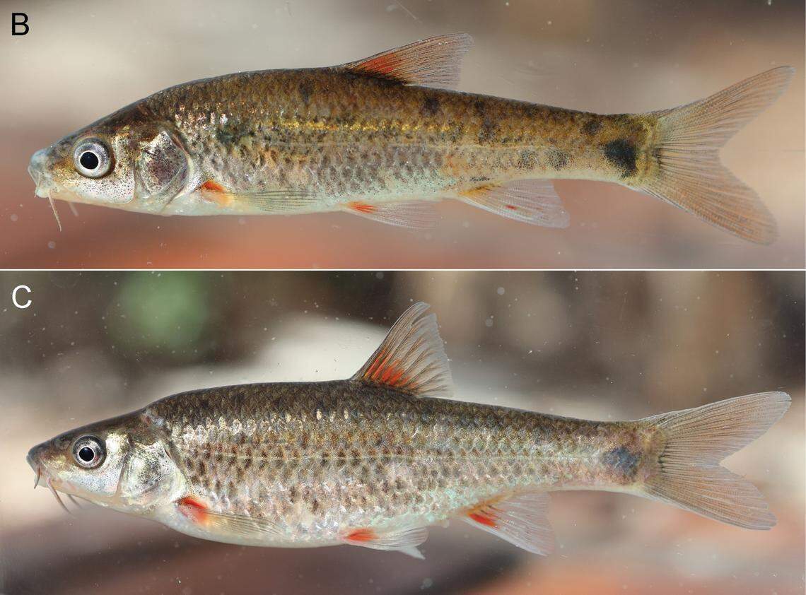 Two Pseudobarbus agulhas, or Agulhas redfins.