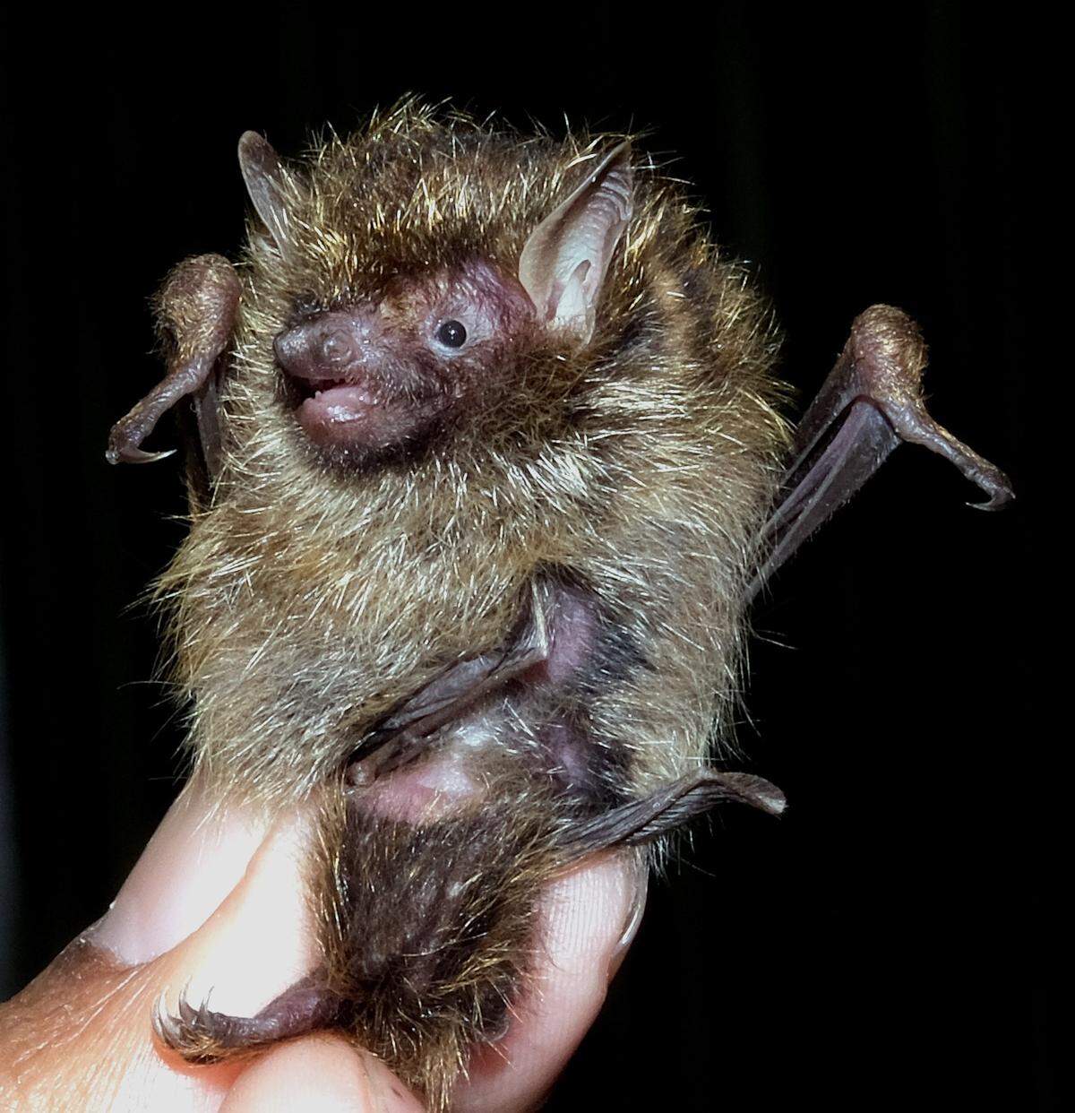 The golden-haired tube-nosed bat has “shiny” golden-tipped hairs all over its body, earning it its common name. The bat was handled according to the 2016 Guidelines of the American Society of Mammalogists, according to the study.