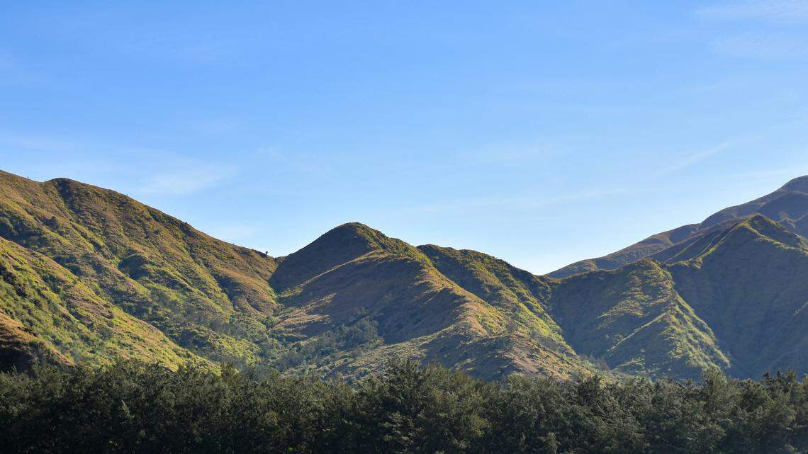 Six new species of tube-nosed bats were discovered in the Philippines, according to a study.