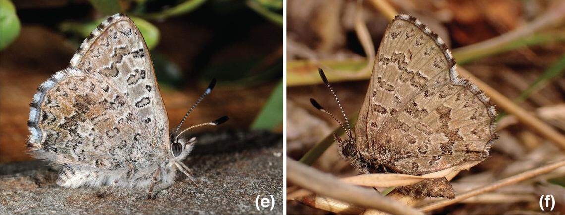 A male (A) and female (B) Paralucia crosbyi, or violet copper butterfly, with their wings closed.