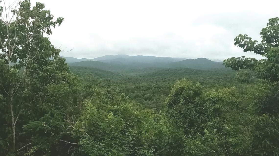 Scientists found a stinging creature waiting to attack its pray in Mexico and discovered a new species, a study said and photos show.