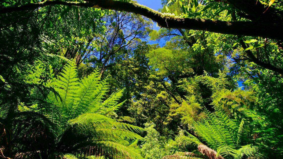 The “booms” are powerful enough to be heard for miles, according to wildlife officials.