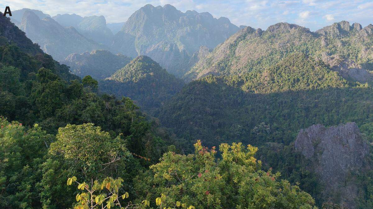 Scientists found an elusive 2-foot-long predator with a “dangerous” bite and discovered a new species in Laos, a study said.