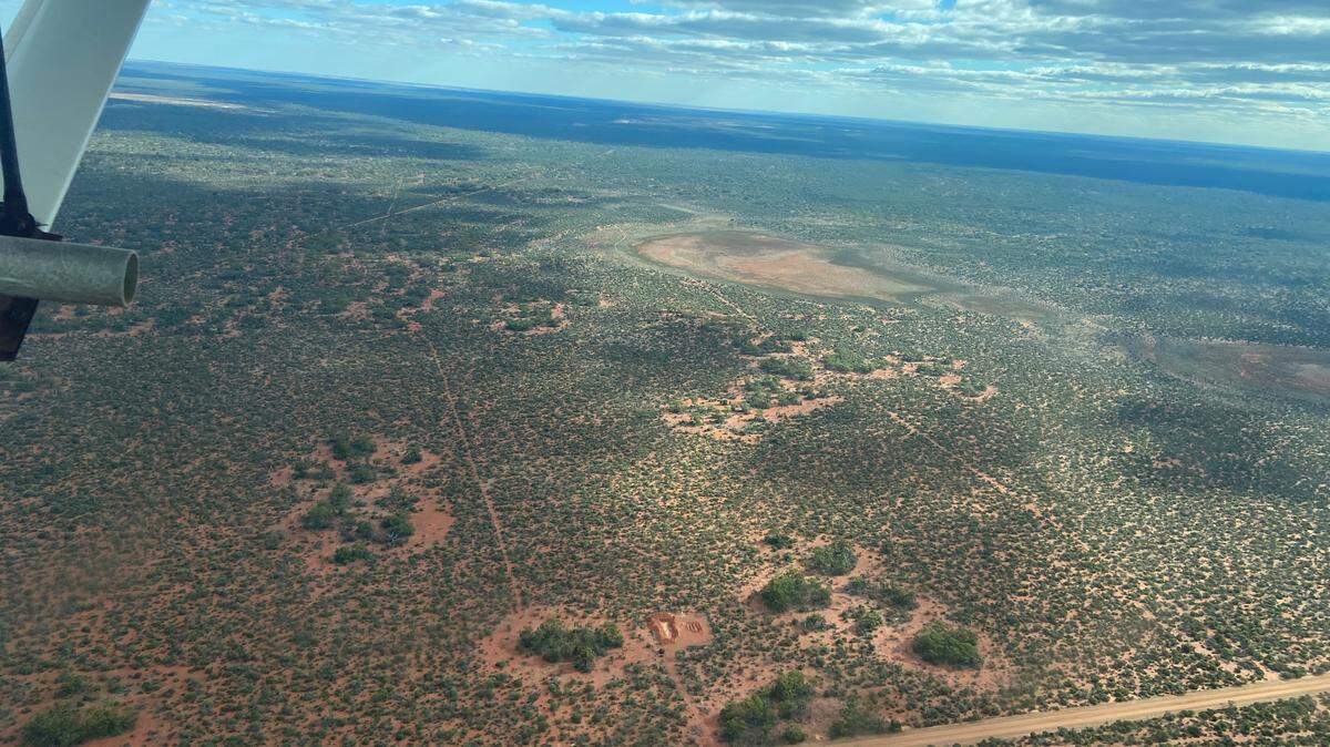 Several at-risk marsupials escaped from a fenced-in sanctuary in western Australia so ecologists used a plane to track down the radio-collared animals.