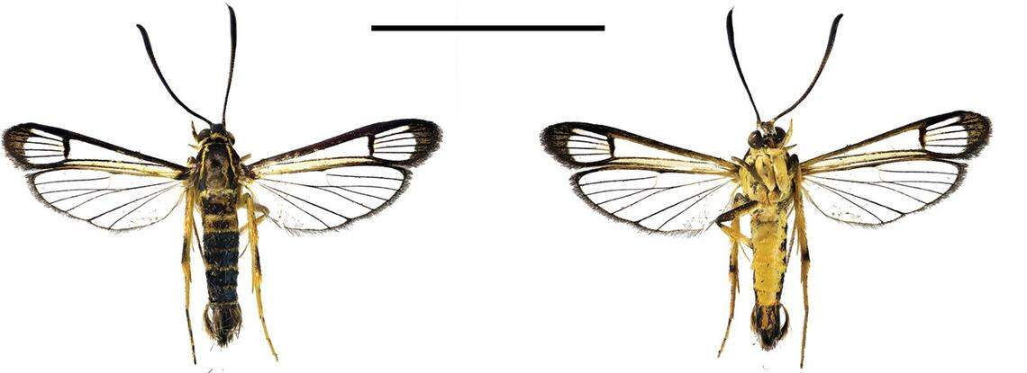 A Carmenta brachyclados, or short-branched clearwing moth, as seen from above and below.