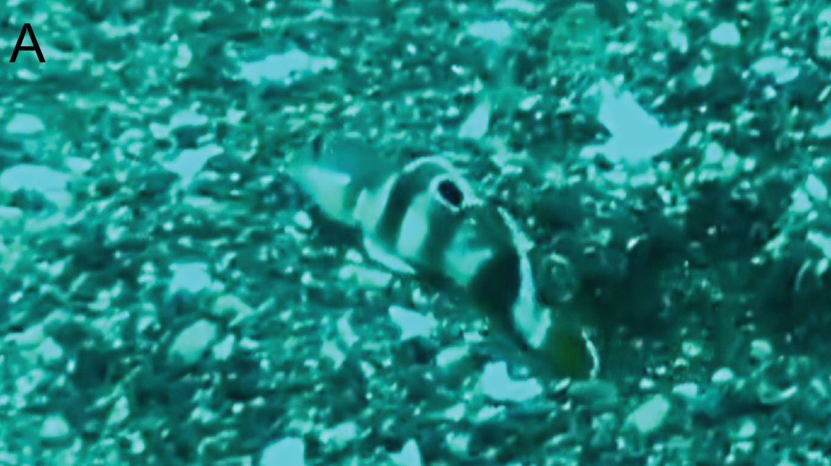 The Ward’s sleeper goby has been recorded off Ulleung Island in Northwest Pacific, making it the northernmost record of the tropical species, researchers said.
