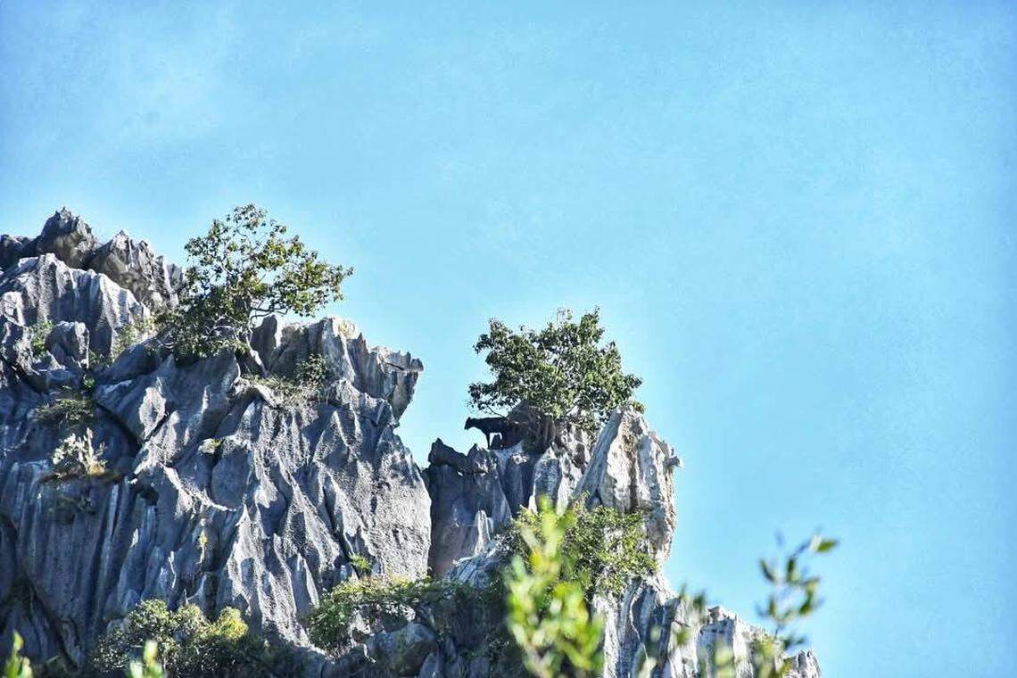 The serow at Khao Sam Roi Yot National Park as seen from afar.