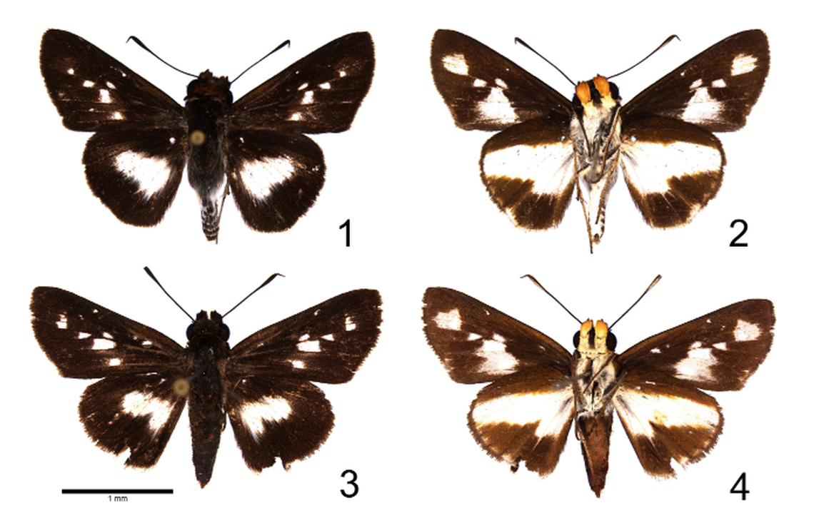 The moths have white splotches on their wings, more than other known species.