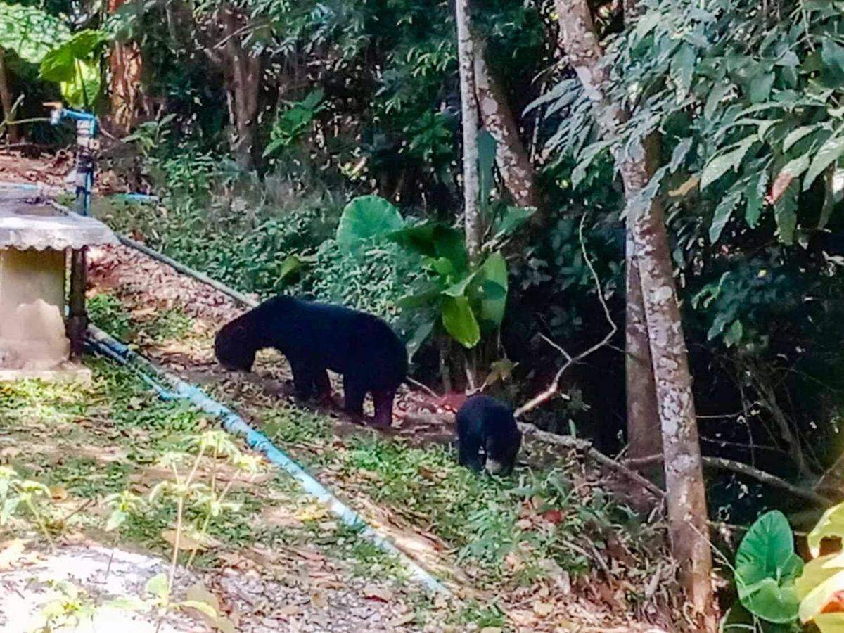 The mother sun bear and cub seen at Kaeng Krachan National Park.