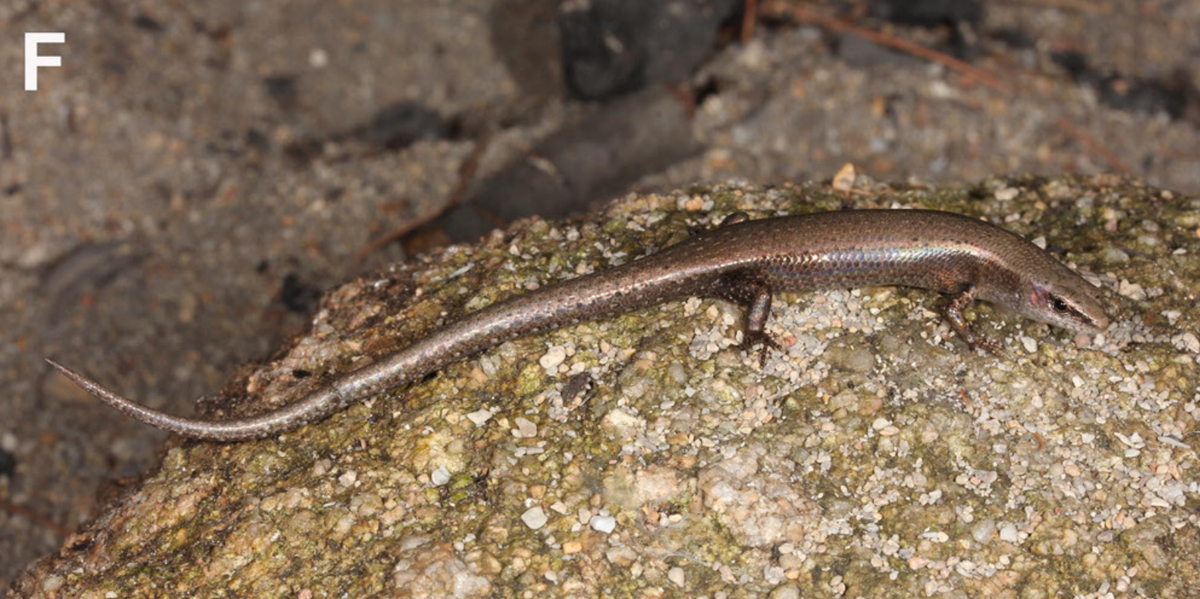 A female Lampropholis isla, or Scawfell Island sun skink.