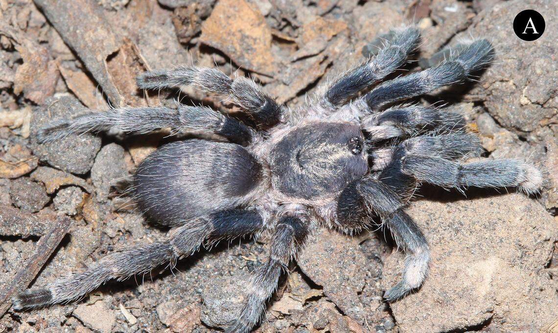 A Phlogiellus khampheng, or Khampheng dwarf tarantula.