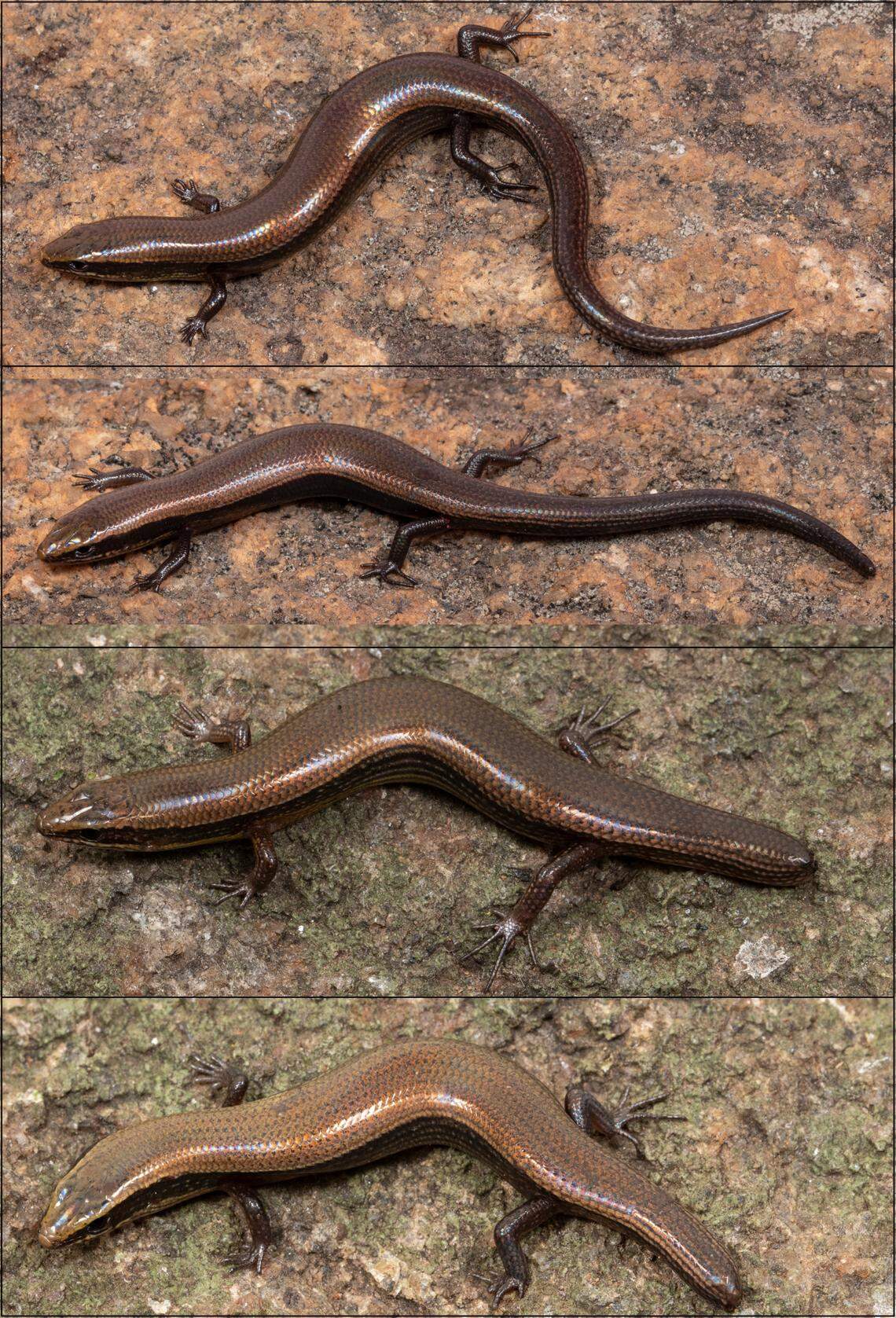 Several Dravidoseps tamilnaduensis, or Tamil Nadu leaf-litter skinks.